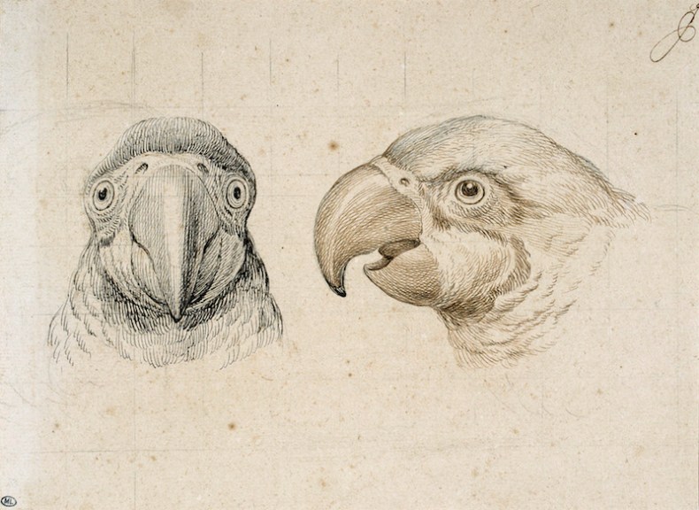 Deux têtes de perroquet
