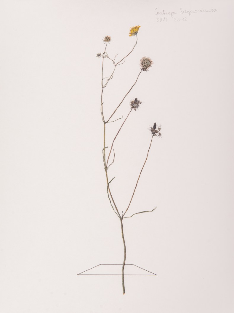 Herbarium (2012–present), Ilya Dolgov