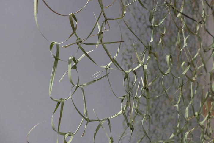 Installation view of Reed Veil (2017), Caroline Dear. Image courtesy the artist