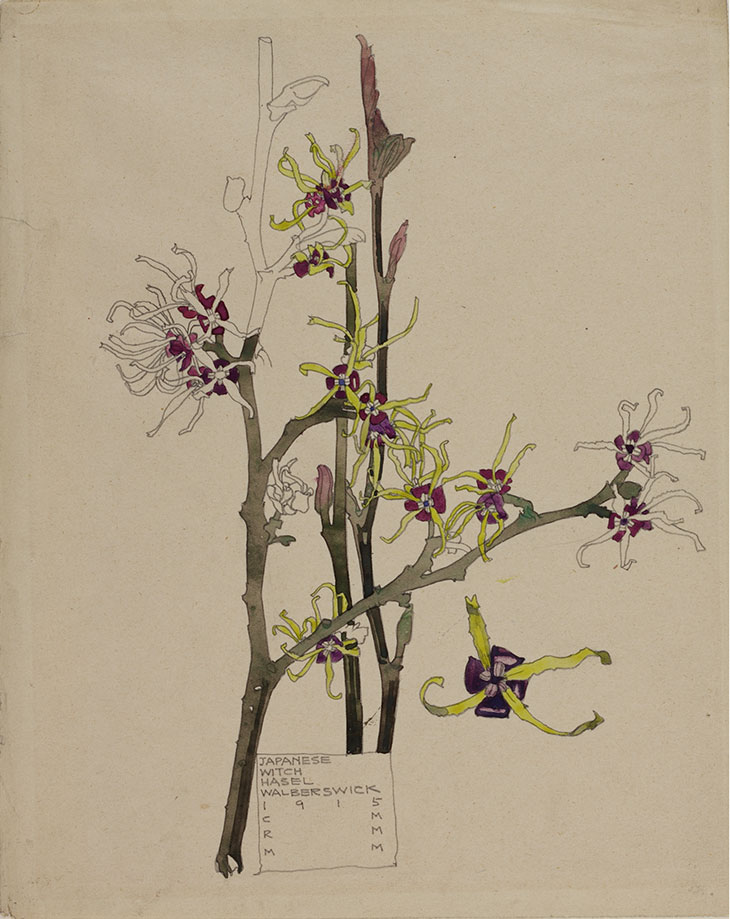 Japanese Witch-Hazel, Charles Rennie Mackintosh