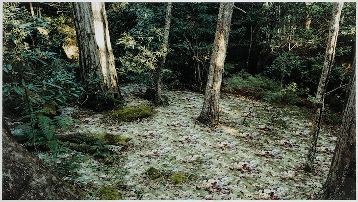 groundspeed, (Rose Petal) #17, Rosemary Laing