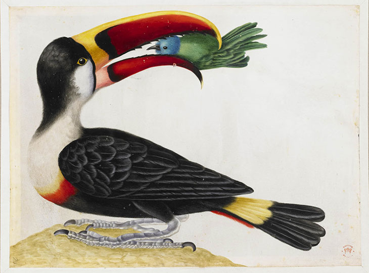 Untitled (Toucan) From an album entitled 'Merian's Drawings of Surinam Insects &c’ (c. 1701–05), Maria Sibylla Merian.