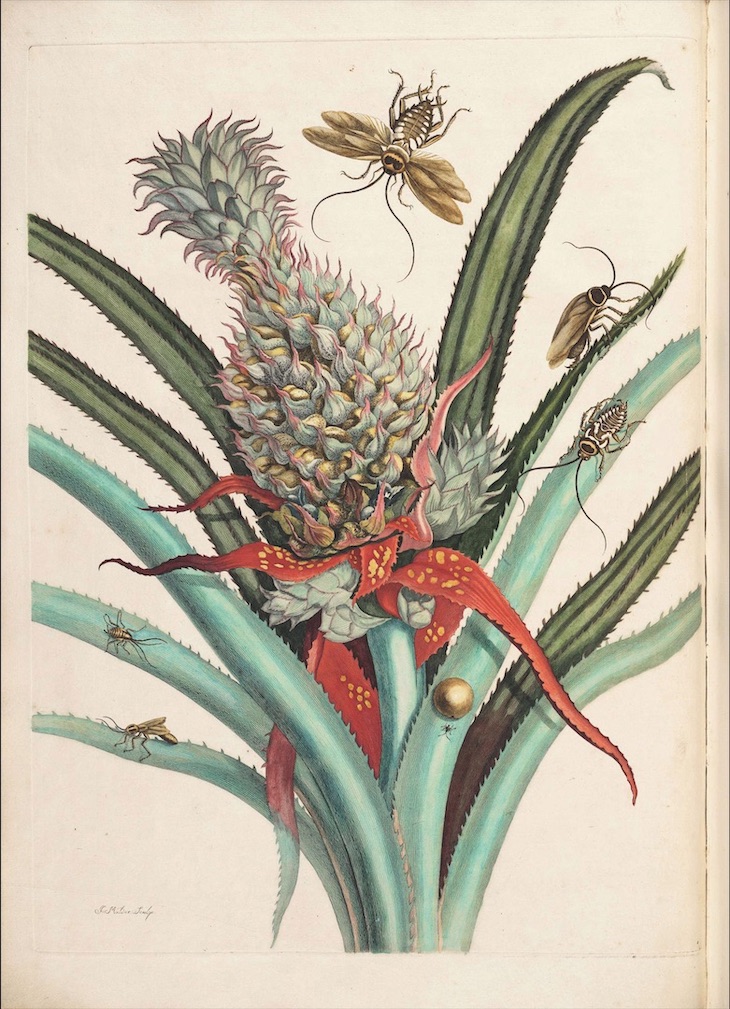On the reproduction and the miraculous transformations of the insects in Suriname (1719), Maria Sibylla Merian.