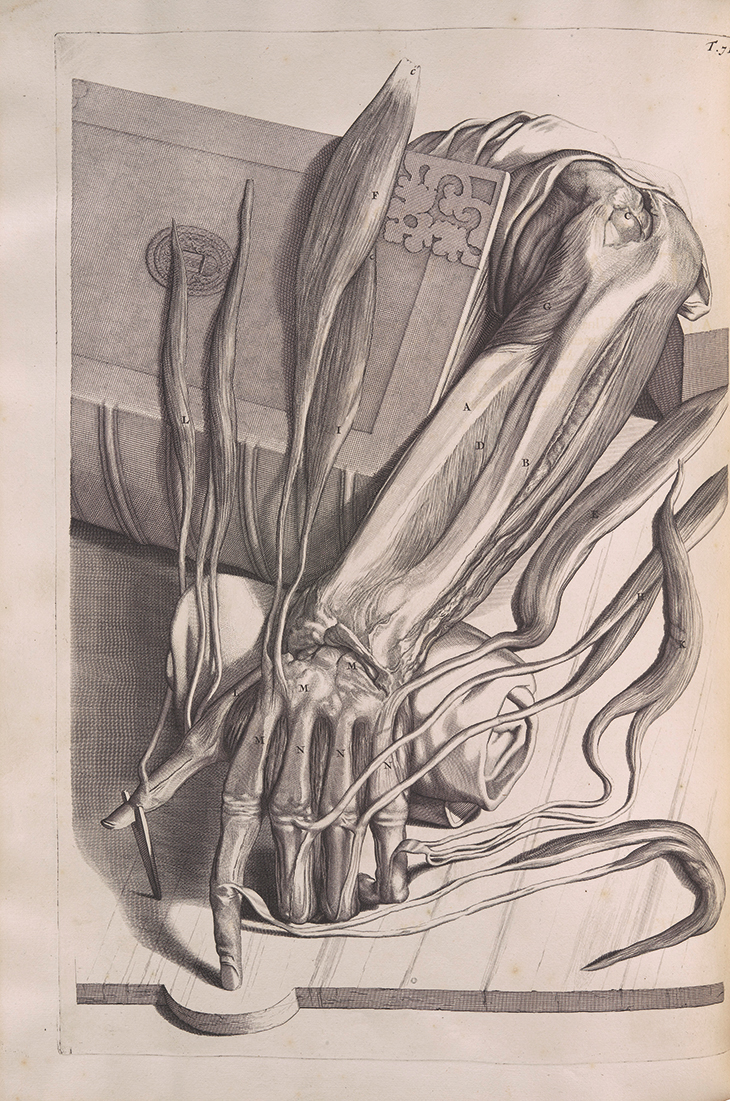 Anatomia humani corporis centum cinque tabulis...illustrata , by Govard Bidloo, published in Amsterdam, 1685, with engravings by Abraham Blooteling after drawings by Gerard Lairesse. Photo: by kind permission of the Syndics of Cambridge University Library