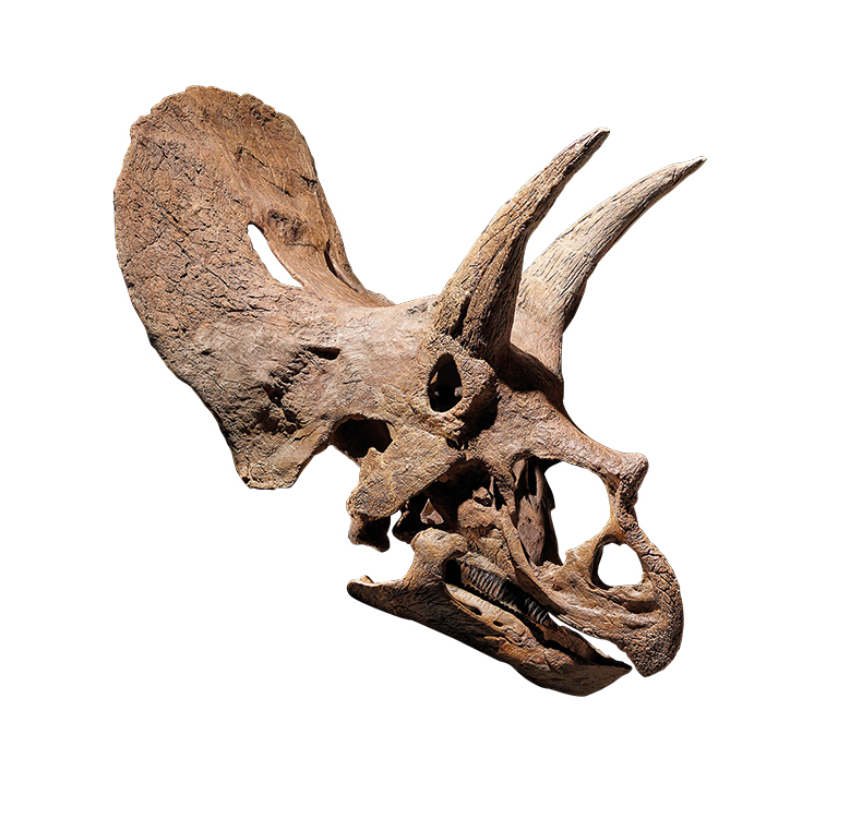 Triceratops skull 'Triceratops prorsus' (c. 68–66 million years ago). David Aaron