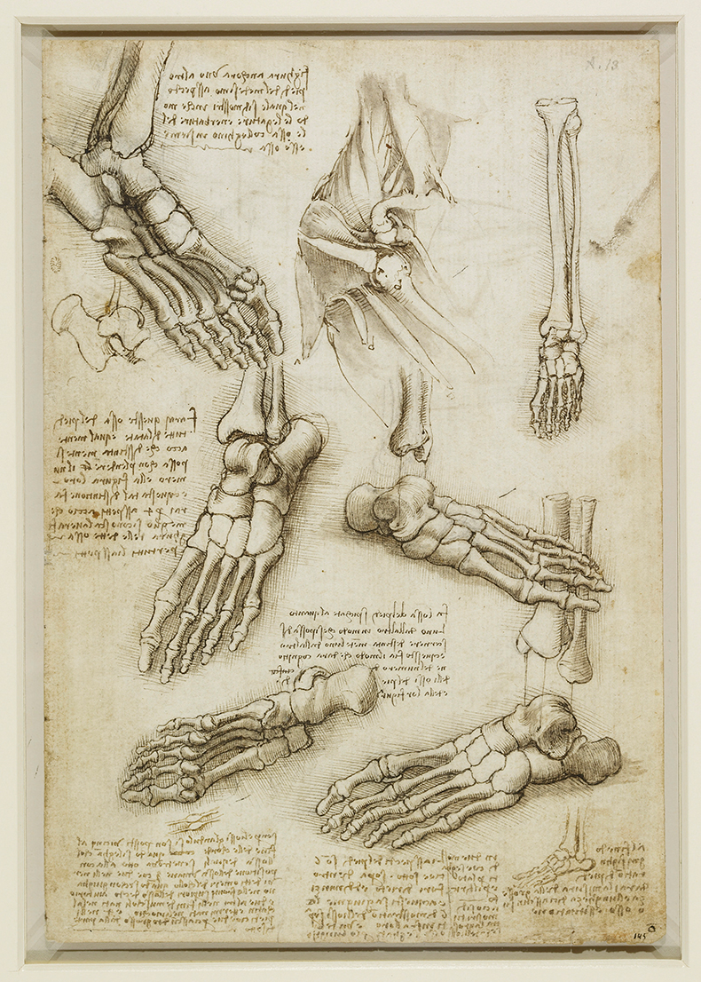 The bones of the foot and shoulder (c.1510–11), Leonardo da Vinci. Royal Collection Trust. Photo: © Her Majesty Queen Elizabeth II 2021