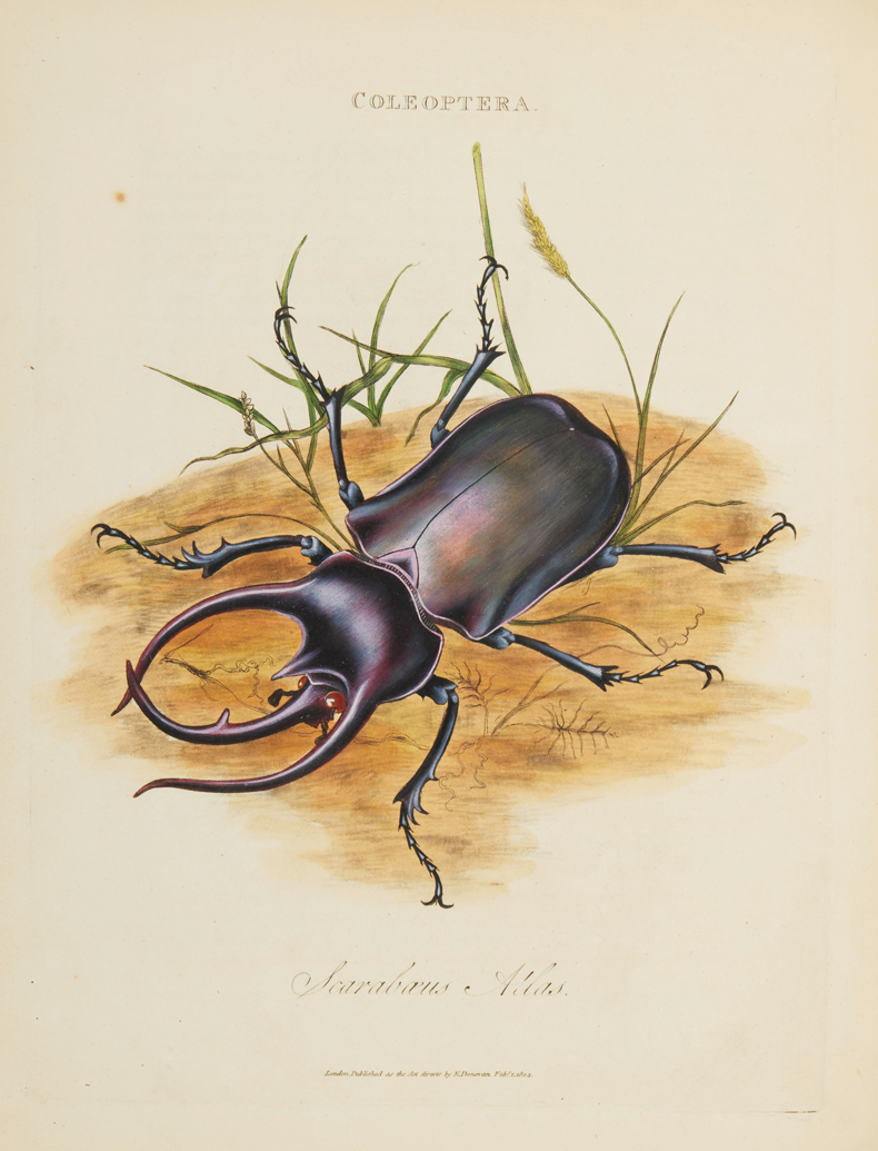 Depiction of an Atlas beetle (Scarabaeus atlas) from Edward Donovan's An Epitome of the Natural History of the Insects of India, and the Islands in the Indian Seas (1800). Sotheby's New York (est. $3,000–$5,000 for the book) 