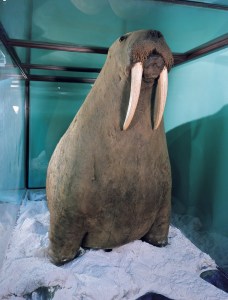 The Horniman Museum walrus