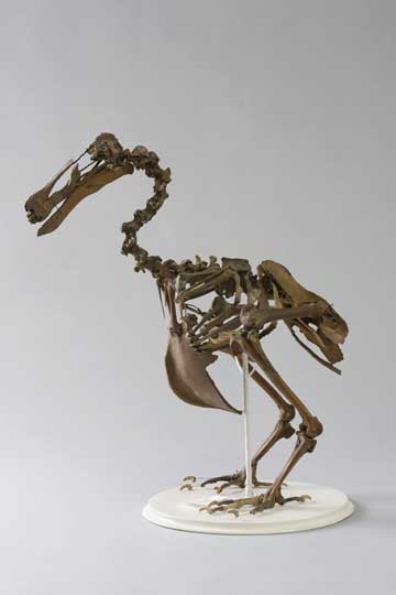 Dodo, composite skeleton found c. 1870 © Museum of Zoology, University of Cambridge