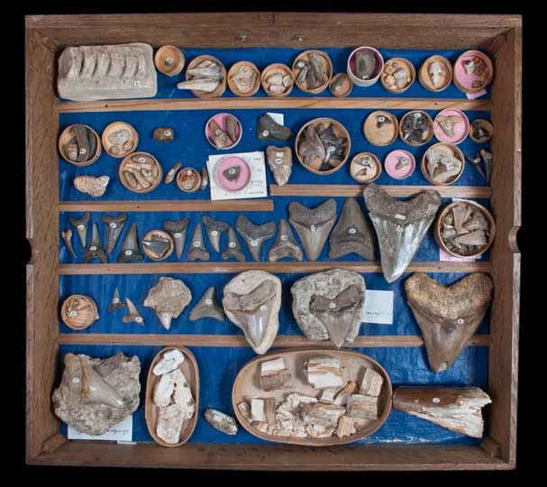 Woodwardian Collection: ‘Recent Bodies’ © 2011. Sedgwick Museum of Earth Sciences, University of Cambridge. Photo: Eva-Louise Fowler