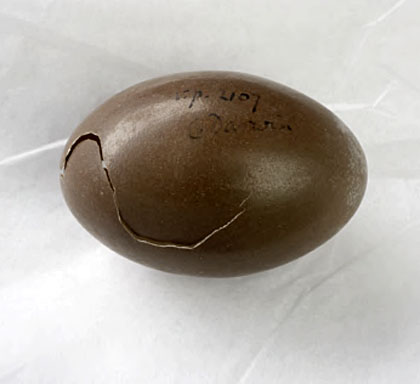 Tinamou Egg. Found by Charles Darwin on the Beagle Voyage (1831–6) © Museum of Zoology, University of Cambridge