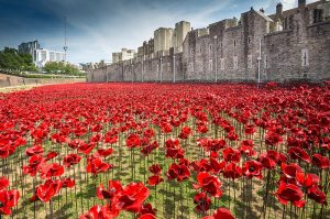 'Blood Swept Lands and Seas of Red' poppy installation at the Tower of London to mark the centenary of the First World War.