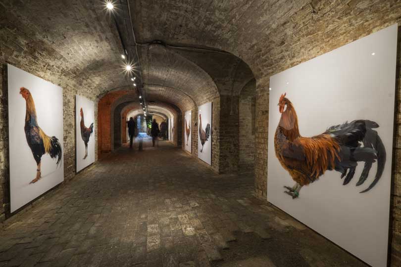 'Darwin's Dream' at The Crypt Gallery, St Pancras Church (installation view)