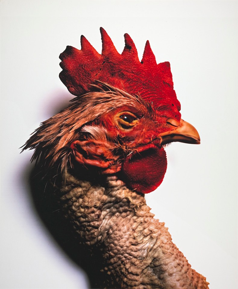 Red Rooster (2003), Irving Penn.