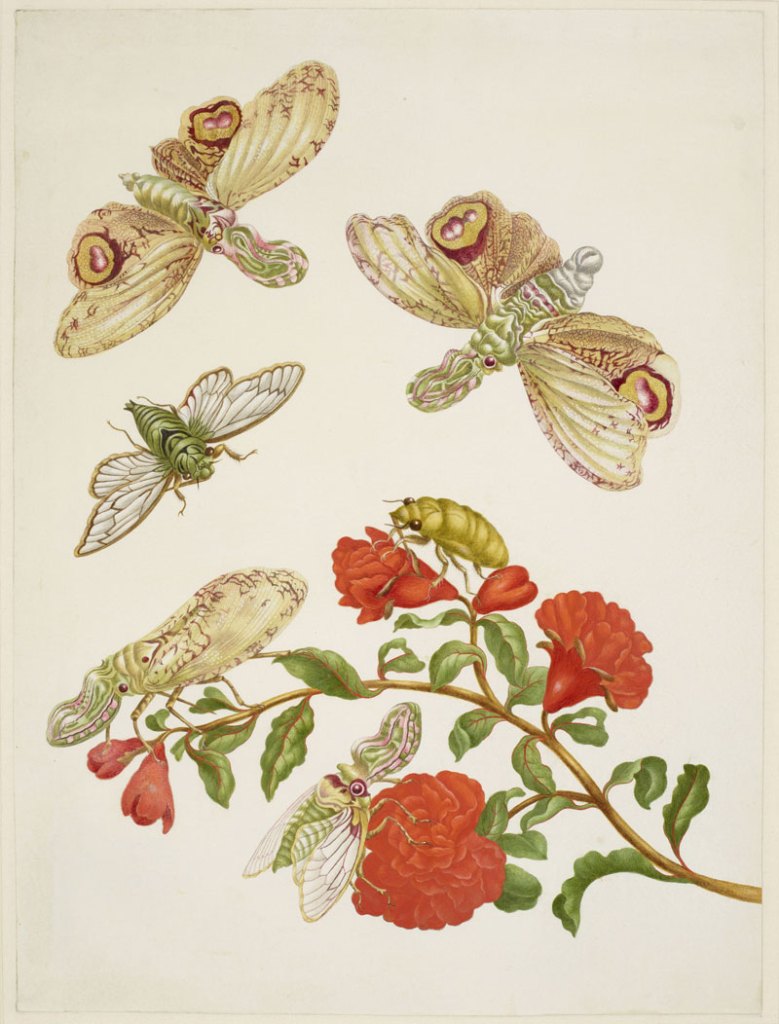 Branch of Pomegranate with Lantern Fly and Cicada (1701), Maria Merian.