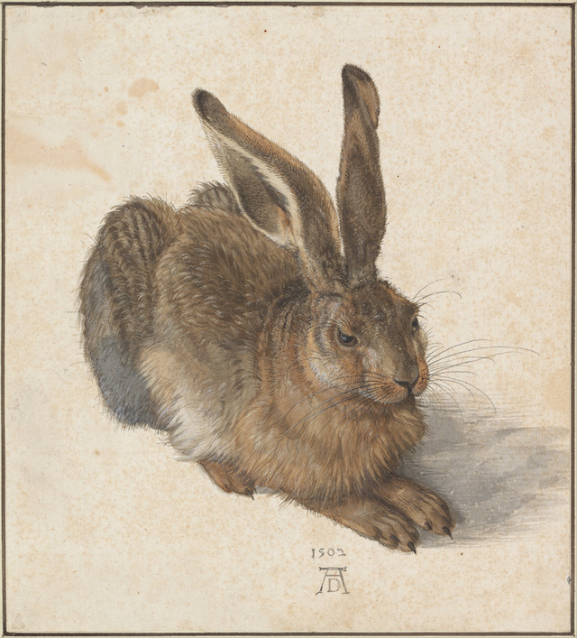 Hare (1502), Albrecht Dürer