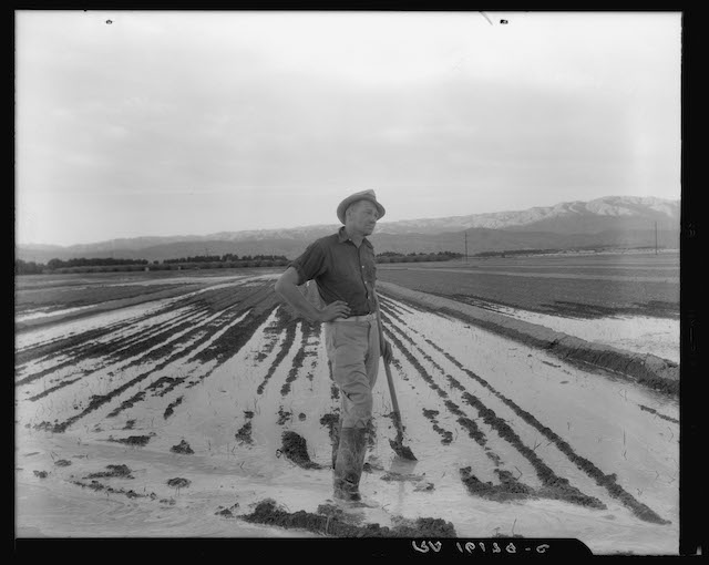 Field Worker Irrigating Alfalfa and Barley Fields