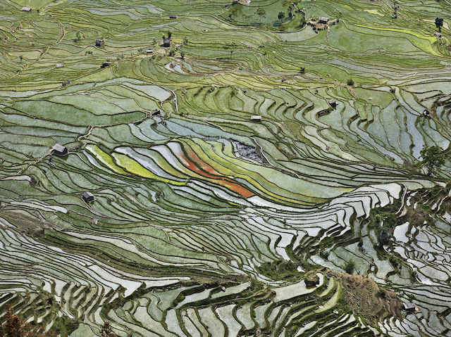 Rice Terraces #2, Western Yunnan Province, China
