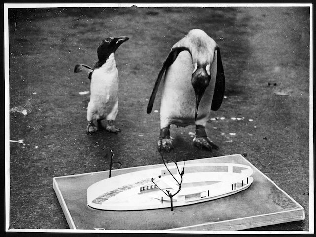 A 1928 model of the Penguin Pool at London Zoo, designed by Berthold Lubetkin and constructed in 1934