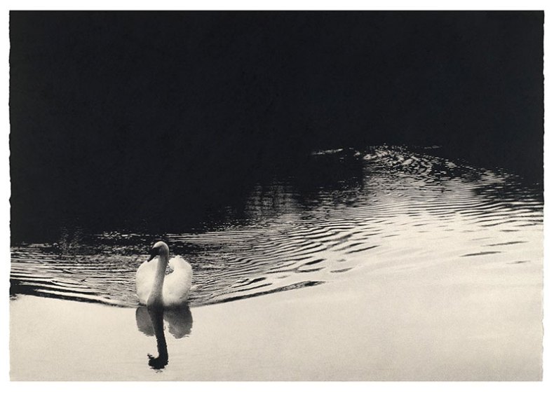 Swan, by Sarah Gillespie.