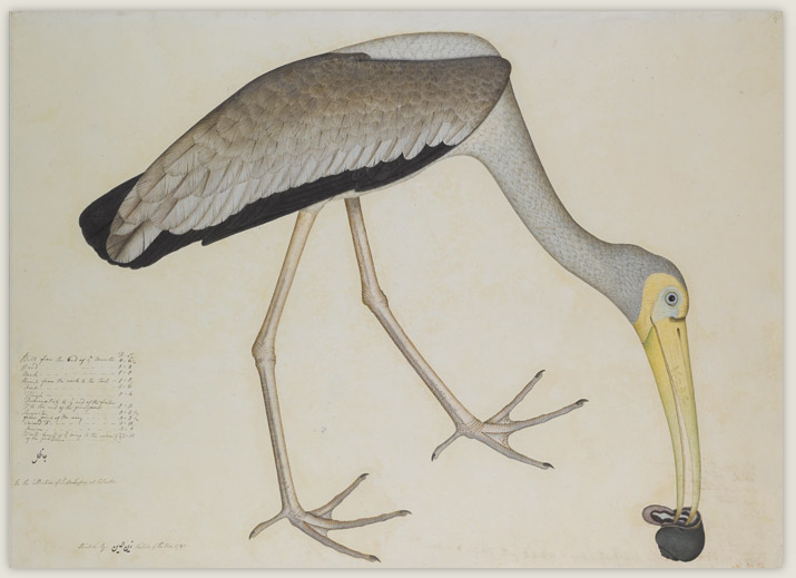 A Study of a Stork (1781) Shaykh Zayn al-Din, Company School, Calcutta. Sotheby's.