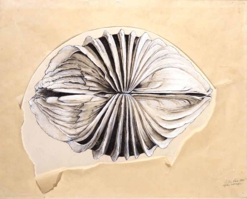 After Image (1970), Jay DeFeo. The Menil Collection, Houston, Gift of Glenn Fukushima in honor of the artist. © The Jay DeFeo Foundation / Artists Rights Society (ARS), New York