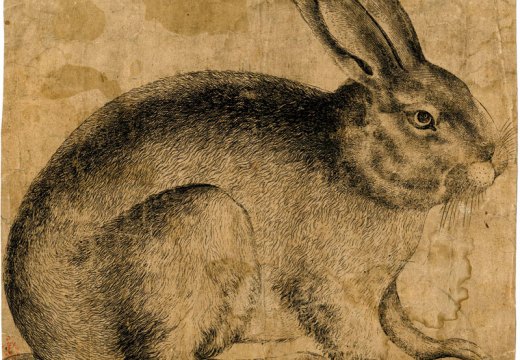 A Rabbit seen in profile (c. 1560–90), artist unknown, Netherlandish. British Museum, London; Courtesy The Trustees of the British Museum