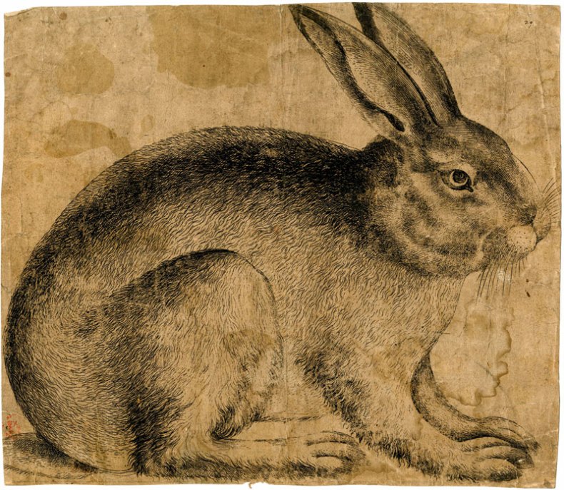 A Rabbit seen in profile (c. 1560–90), artist unknown, Netherlandish. British Museum, London