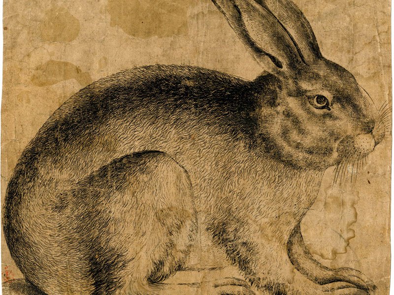 A Rabbit seen in profile (c. 1560–90), artist unknown, Netherlandish. British Museum, London; Courtesy The Trustees of the British Museum