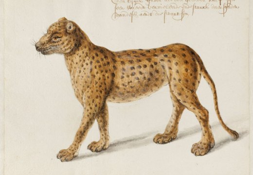 Jaguar (n.d.), Frans Post. Noord-Hollands Archief, Haarlem. Apollo magazine