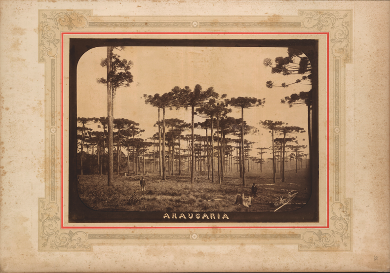 Brazilian pine trees photographed by Marc Ferrez (1843–1923) in a collodion print of c. 1880–84