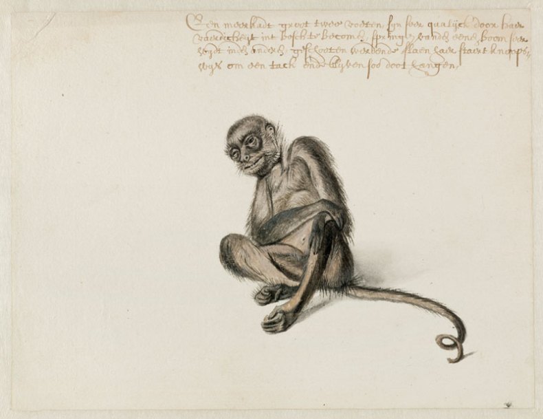 Spider Monkey (n.d.), Frans Post. Noord-Hollands Archief, Haarlem. Apollo magazine.