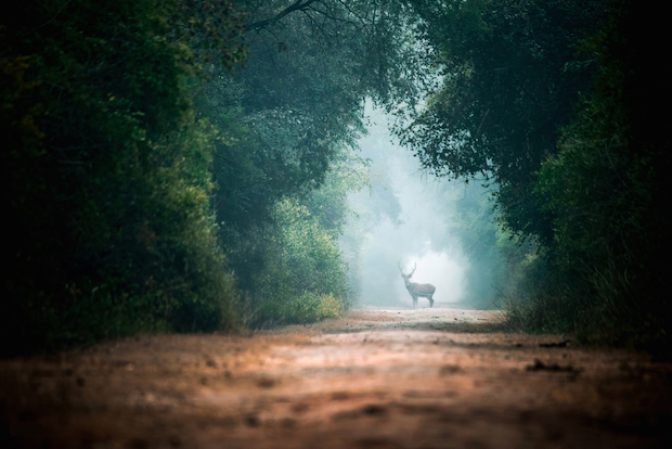 Sabr Dri Photography, The Deer on the Road, 2016. Photograph. Courtesy the artist, YSP and ArtRole