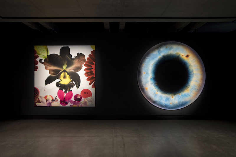 <em>In the Night Garden: Hale-Bopp</em> (2012) (left) and <em>We Share Our Chemistry with the Stars (AJ 280R) DIL2214</em> (2009) (right), Marc Quinn, installation view, Mona. Photo: Mona/Rémi Chauvin
