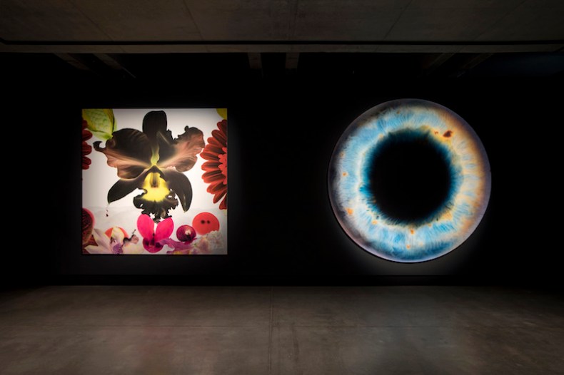 <em>In the Night Garden: Hale-Bopp</em> (2012) (left) and <em>We Share Our Chemistry with the Stars (AJ 280R) DIL2214</em> (2009) (right), Marc Quinn, installation view, Mona. Photo: Mona/Rémi Chauvin