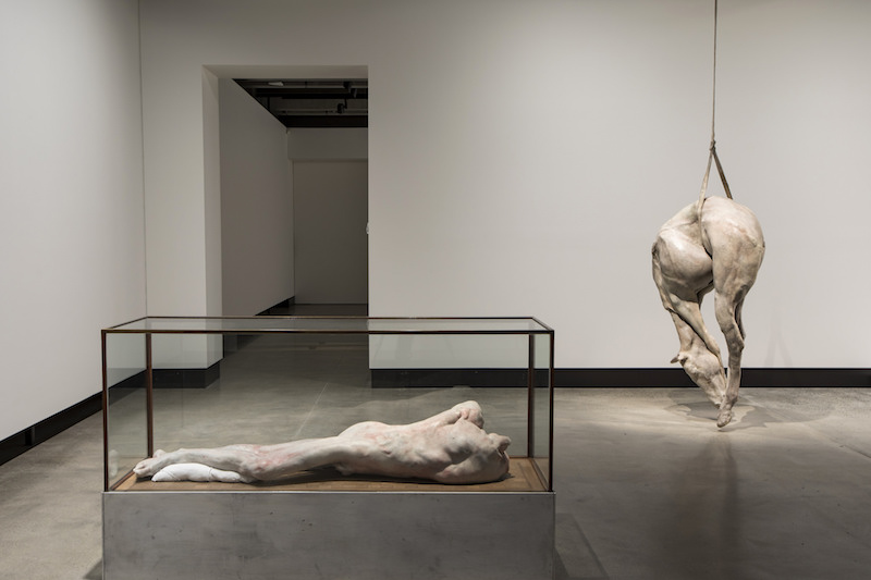 'Lange eenzame man' (2010) (left) and P XIII (2008) (right), Berlinde De Bruyckere, installation view, Mona. Photo: Mona/Rémi Chauvin