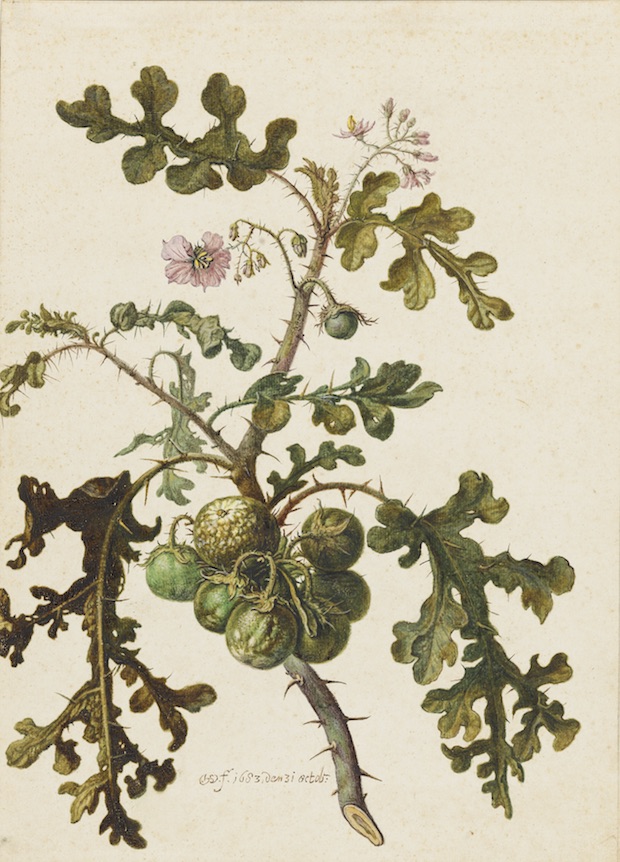 Study of a Sticky Nightshade or Litchi tomato (Solanum sisymbriifolium) (1683), Herman Saftleven. Photo: Cecilia Heisser/Nationalmuseum