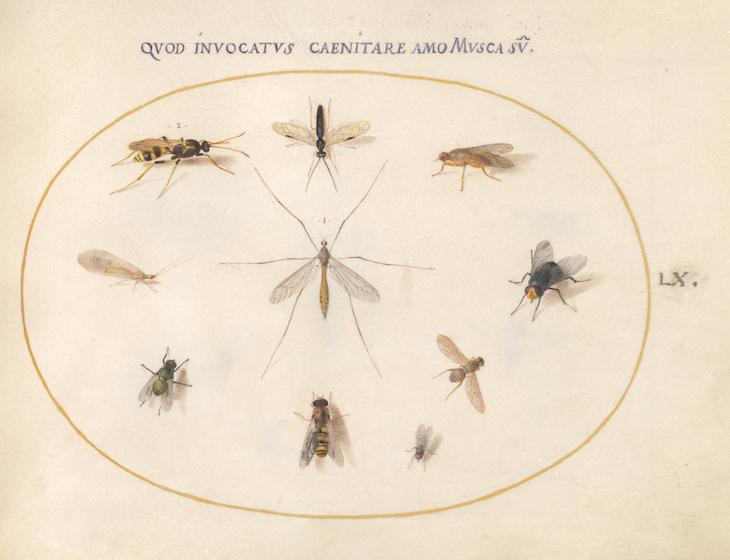 Animalia Rationalia et Insecta (Ignis): Plate LX