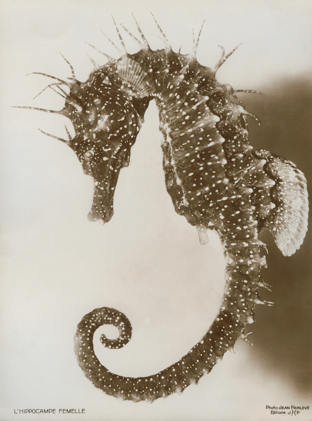 Female Seahorse (1936), Jean Painlevé. © Archives Jean Painlevé, Paris