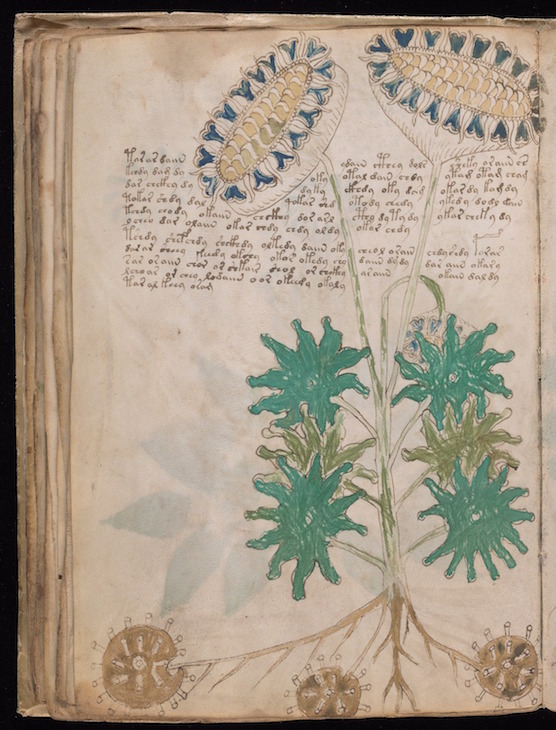 Illustrated pages from the Voynich Manuscript, c. 15th century. Beinecke Rare Book and Manuscript Library, Yale University