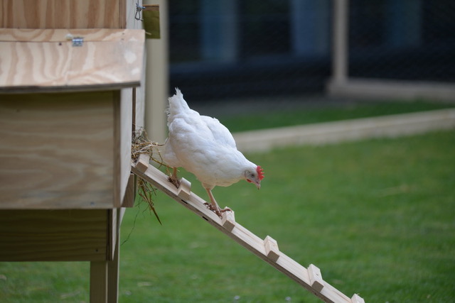 Planetary Community Chicken by Koen Vanmechelen; installation view at the Socle du Monde Biennale 2017. Photo: Ole Jørgensen