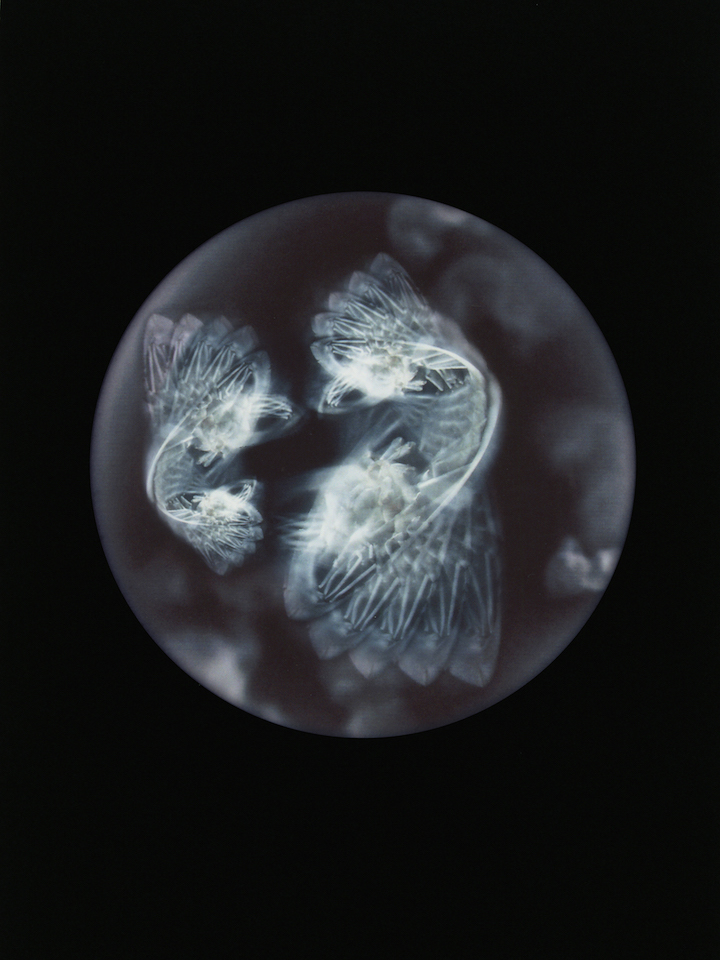 Ophelia medustica (Pram wheel) (2015), Mandy Barker. © Prix Pictet Space