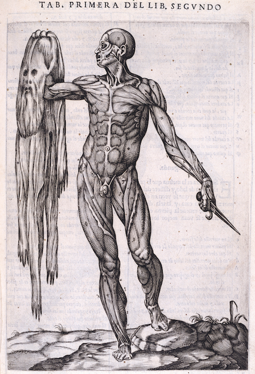 A flayed man holding his own skin, from Juan de Valverde de Amusco's Historia de la composicion del cuerpo human (1556), 1556, Gaspar Becerra. Royal Academy of Arts, London