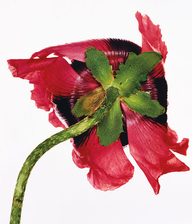 Single Oriental Poppy, New York (1968), Irving Penn. The Metropolitan Museum of Art, New York. © The Irving Penn Foundation