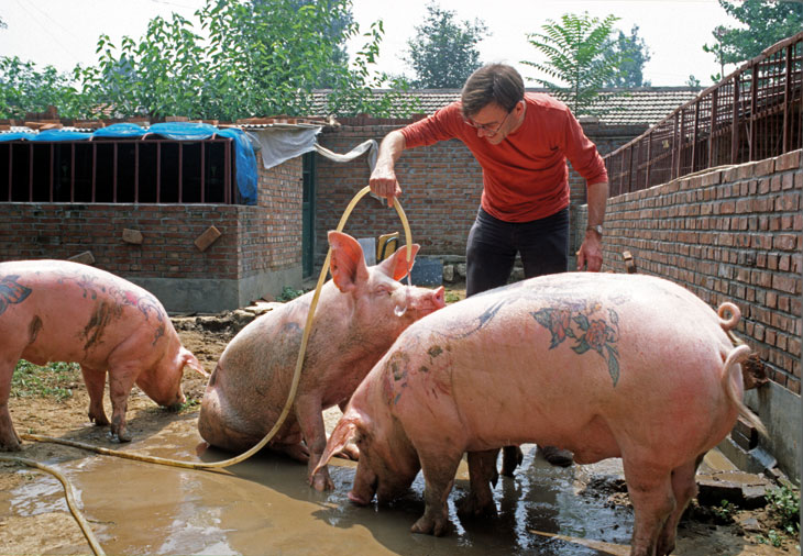 Ant Farm at Yang Zhen (Beijing), China (2003–10), Wim Delvoye. Courtesy Studio Wim Delvoye, Belgium