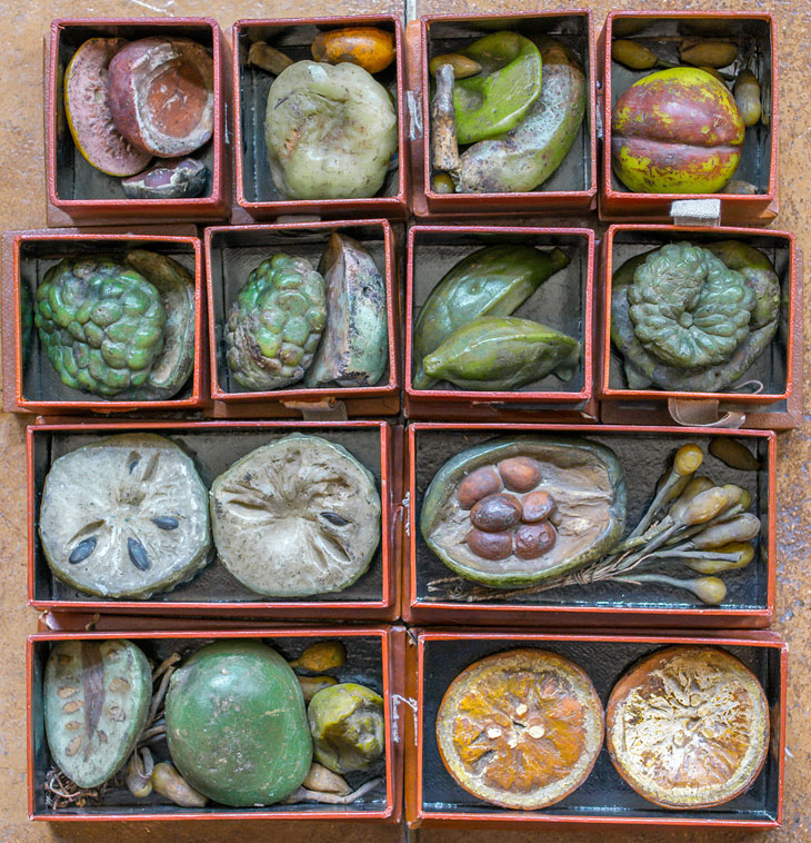 Collection of boxed wax fruits from the Belgian Congo