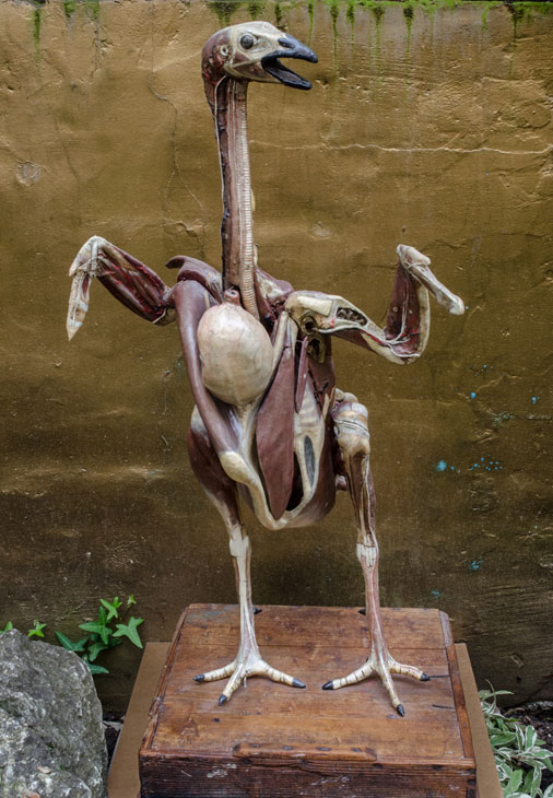 Anatomical model of a wild turkey