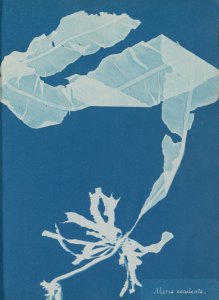 Photographs of British Algae Cyanotype Impressions