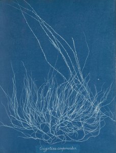 Photographs of British Algae Cyanotype Impressions