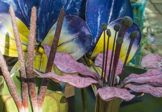 Botanical models from 'Object Lessons' at Manchester Museum